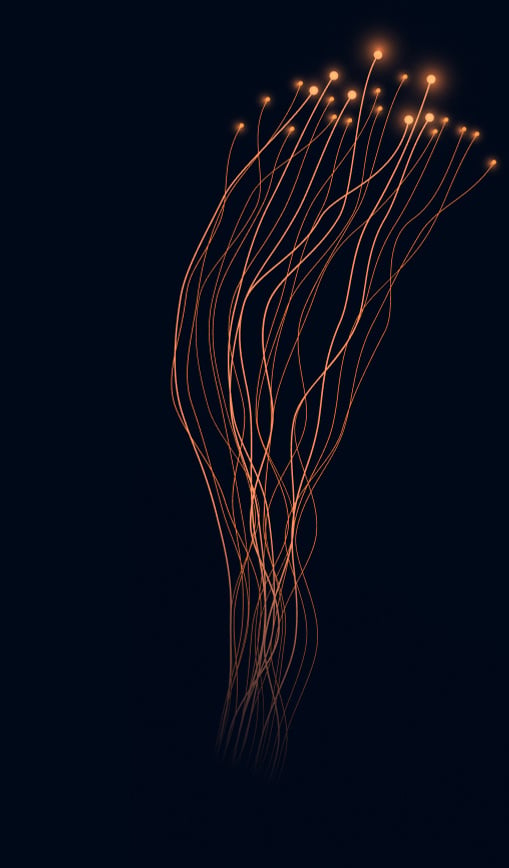 Jellyfish